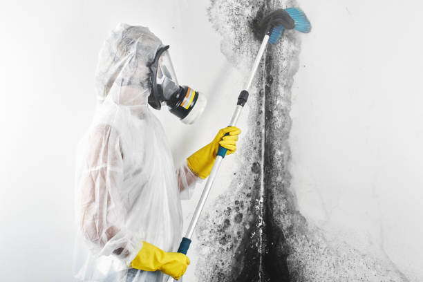 Best Water Damage & Mold Remediation  in Astia, OR