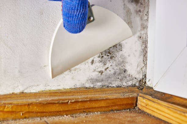 Best Air Quality Testing for Mold Spores  in Astia, OR